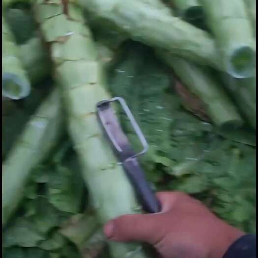 简阳市三青莴笋