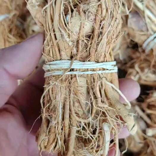尤溪县五指毛桃。细根扎把