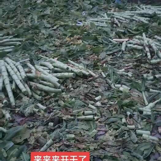简阳市三青莴笋