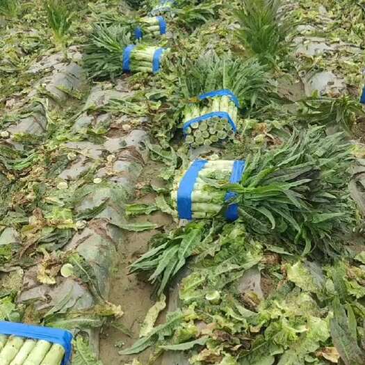 天门市精品莴笋