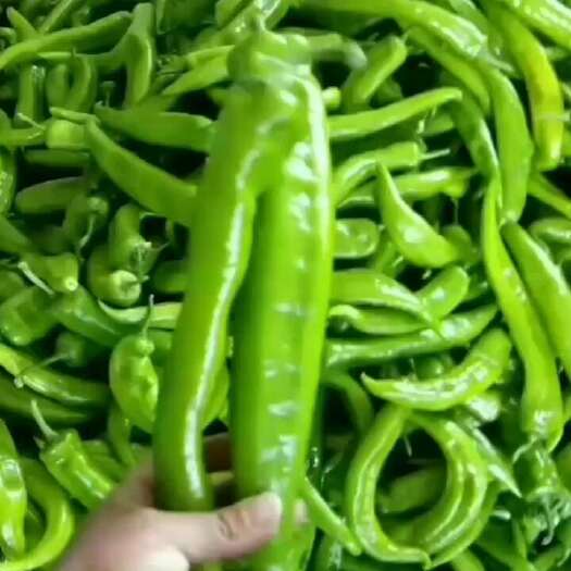 中卫甘肃！靖远精品尖椒