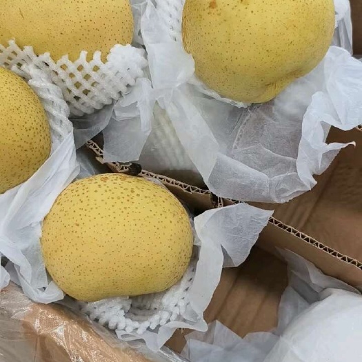 赵县雪花梨发货中