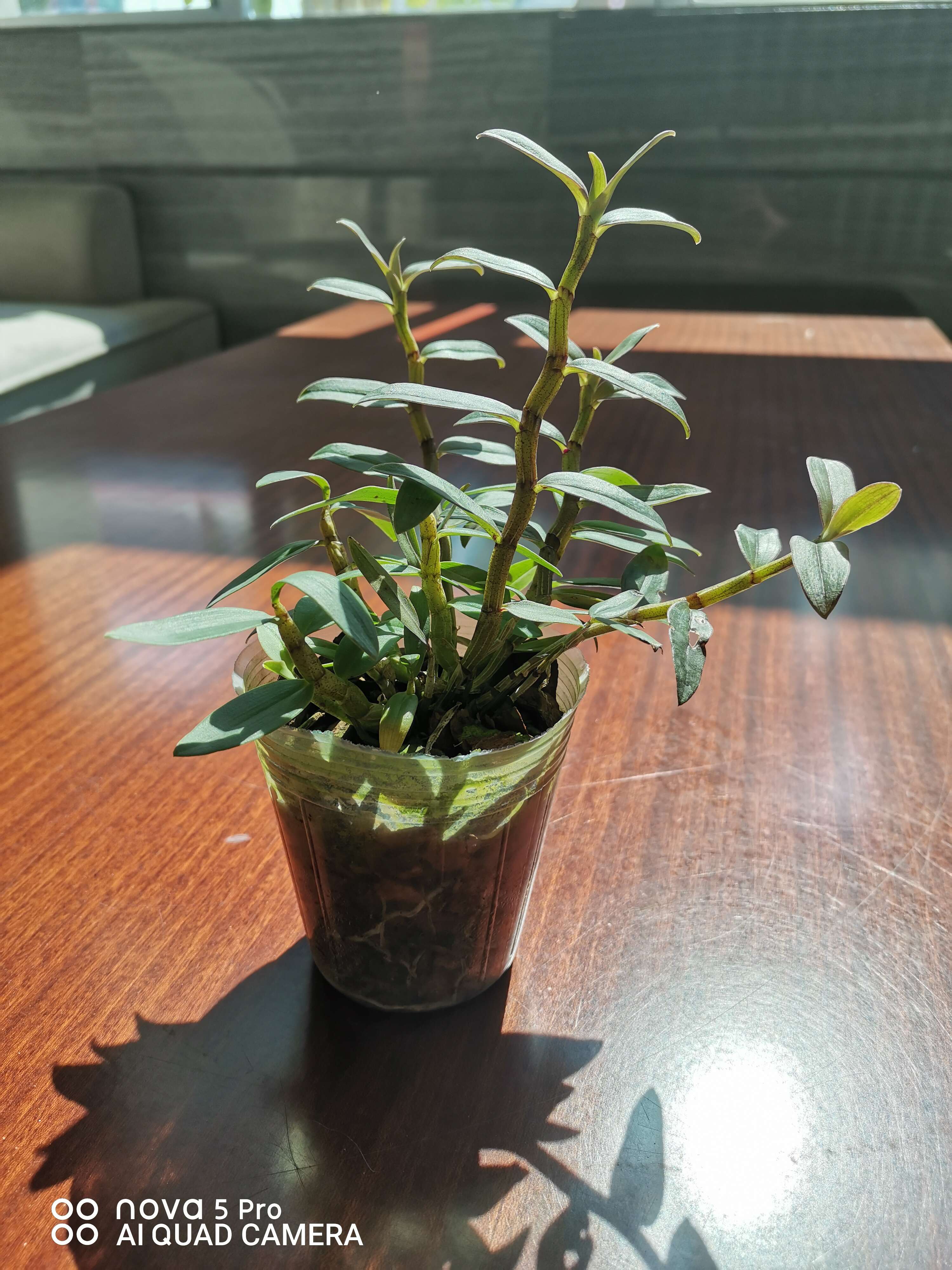 臻仙草農(nóng)業(yè)