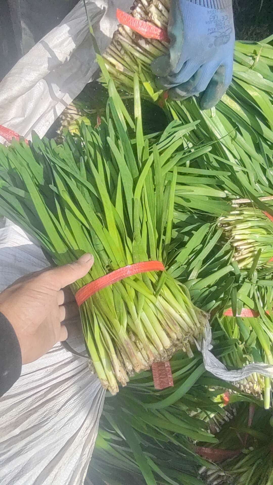 韭菜