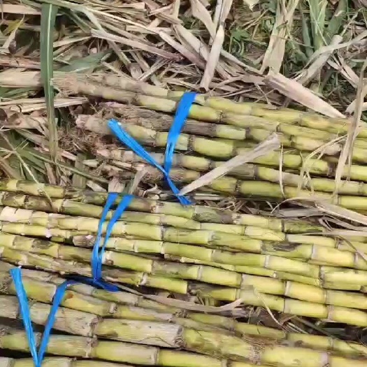 榨汁专用黄皮蔗