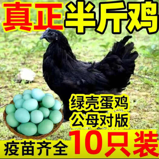 南宁纯种五黑绿壳蛋鸡