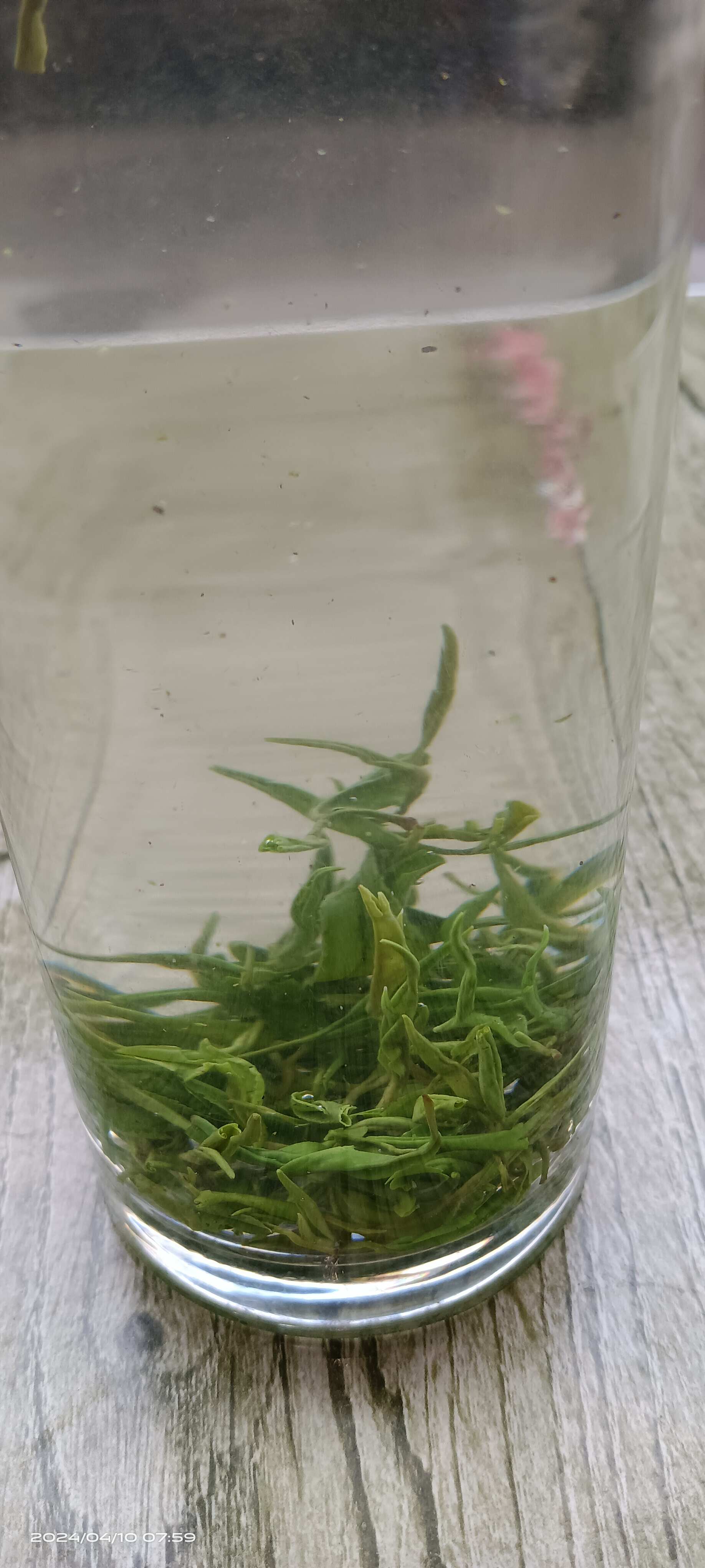 湘西黃金茗茶