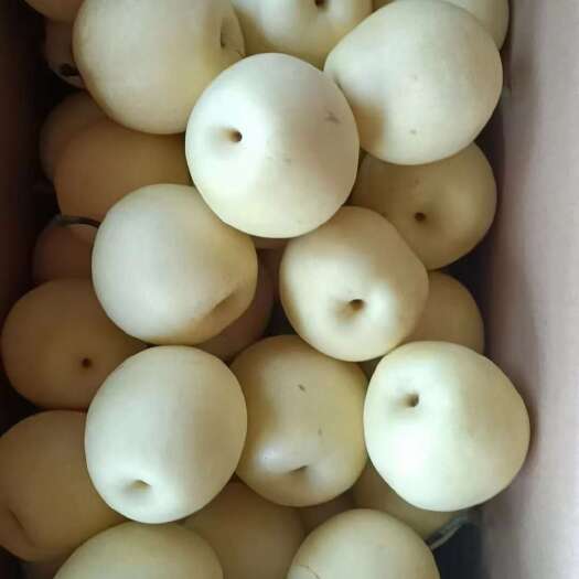 赵县60皇冠梨