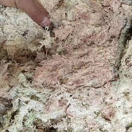九龙县特级优质野生大红草水苔