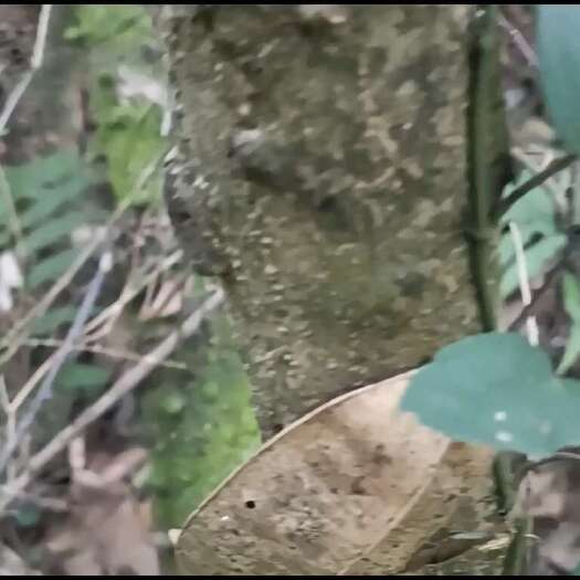 上林县现货飞龙掌血、三百棒，枝条，纯根、果实