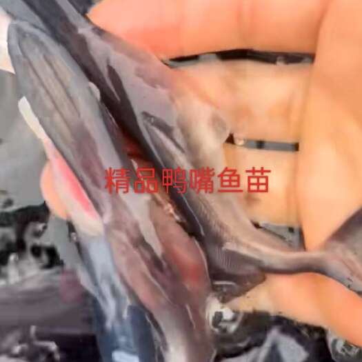眉山鸭嘴鱼苗