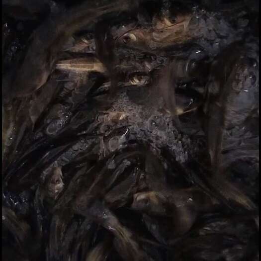 眉山黄骨鱼苗
