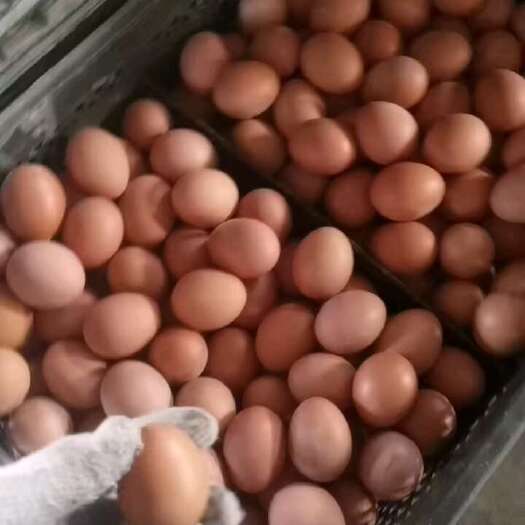 沈阳红壳鲜鸡蛋，农家自养，玉米豆粕喂养保质保量，360枚/件。