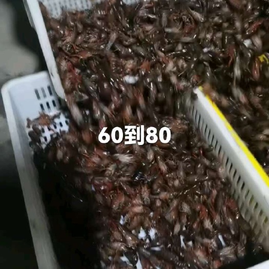 潜江市大量提供优质虾苗，每天5000斤左右