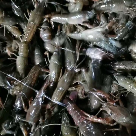 潜江市龙虾苗