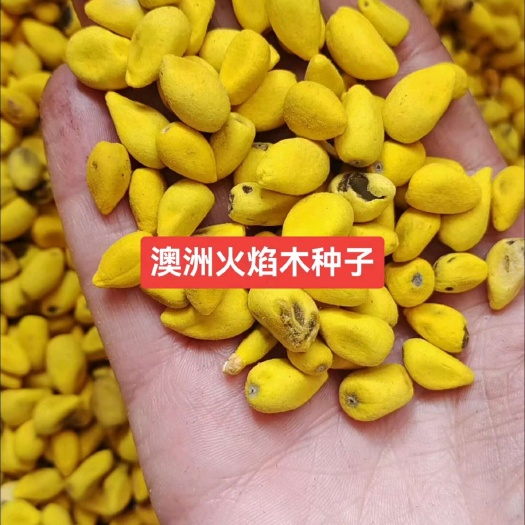 澳洲火焰木种子 槭叶酒瓶树种子 萍婆树种子 产地供货价格