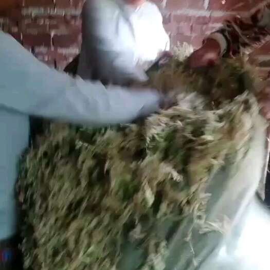 隆回县水苔产地直销
