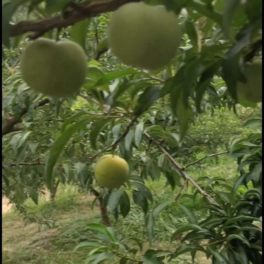 平塘县蜂糖李