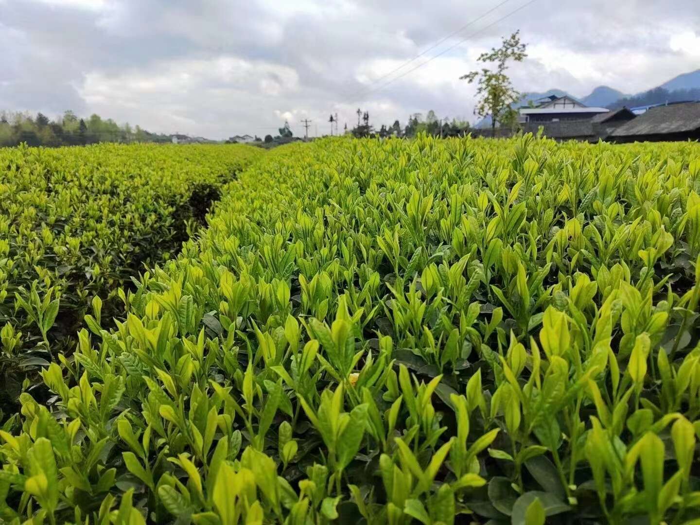 黔北茶莊