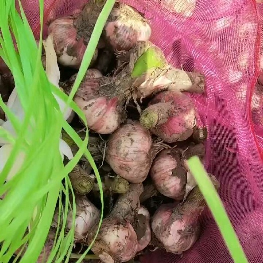 通许县鲜蒜