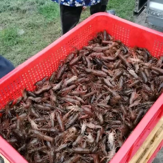 潜江市龙虾苗