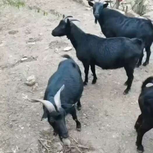 威宁县黑山羊