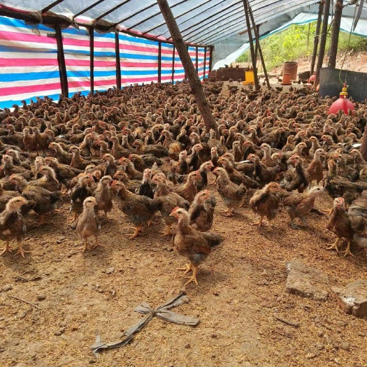 新干县小麻阉大量上市，续养好货