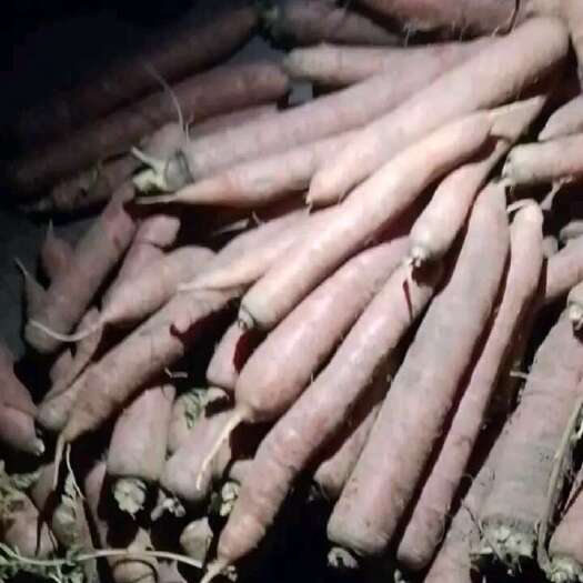 大荔县萝卜