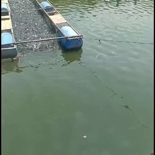 长沙草鱼