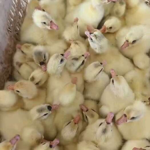 宿迁大种鹅苗