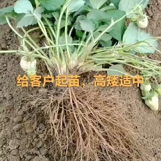 长葛市草莓苗基地直发