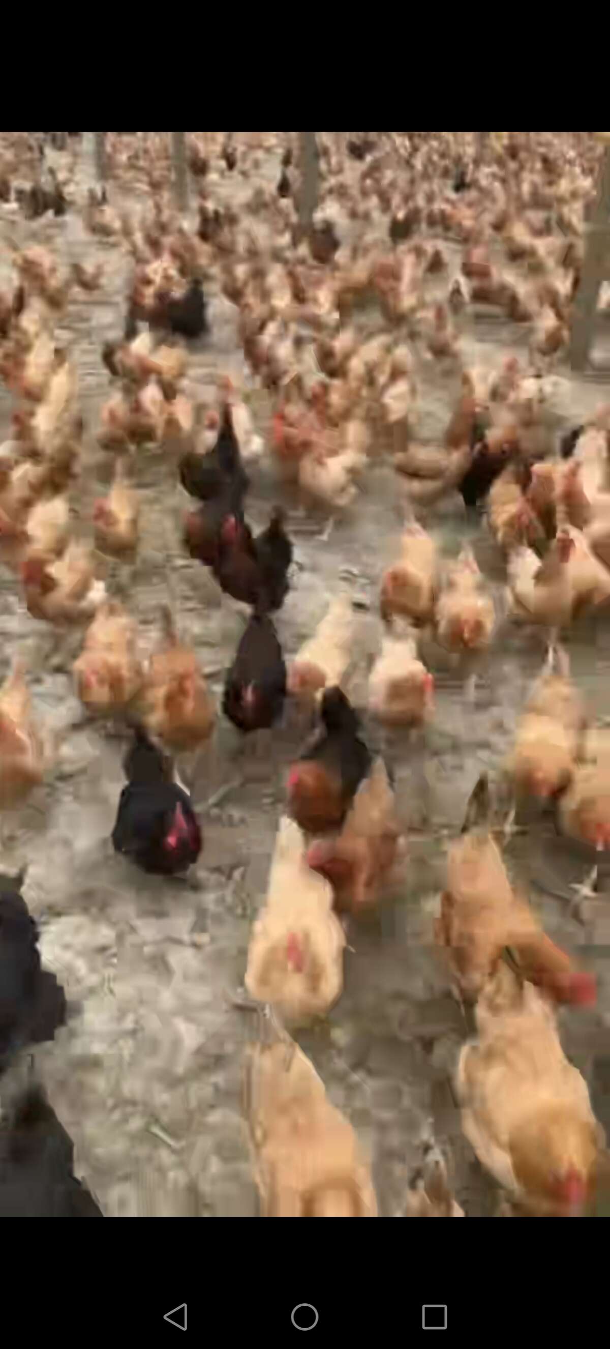 洋洋蛋品