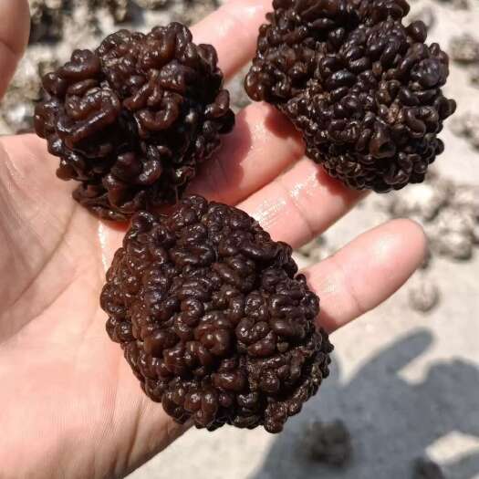北京猴脑菇猴脑菌核桃菌产地一手货源批发零售酒店特色食材菌菇加工厂