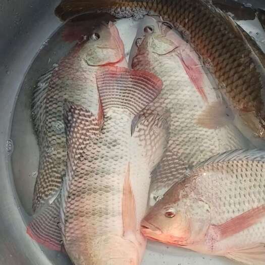 开远市罗非鱼