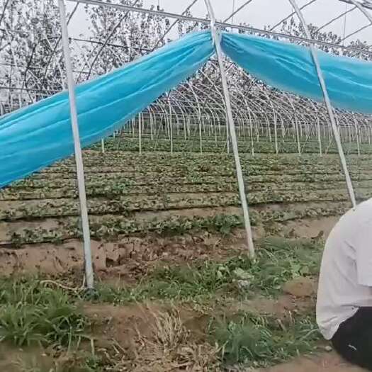 阜阳天仙醉奶油草莓苗预售