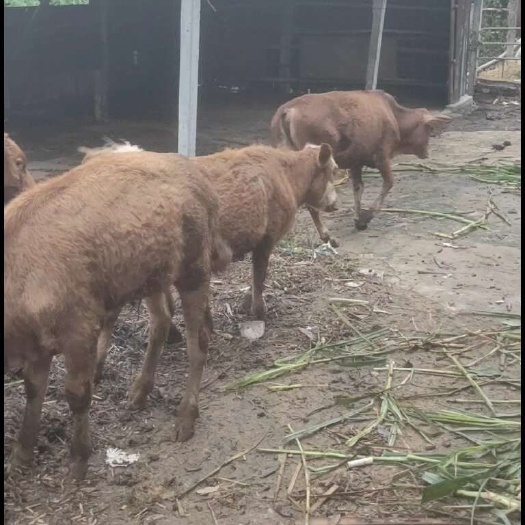 肇庆长期出售小黄牛