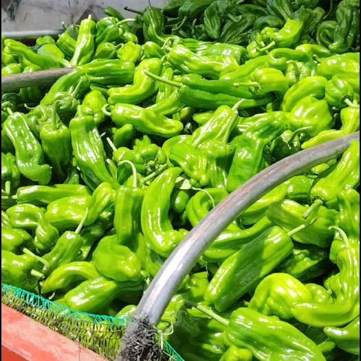 自贡薄皮椒，大量有货