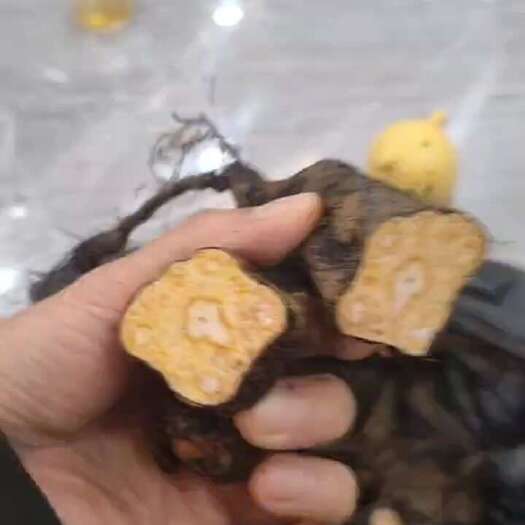 黎平县何首乌，贵州品种，现挖现卖，需要直接下单，数量有限，先到先得