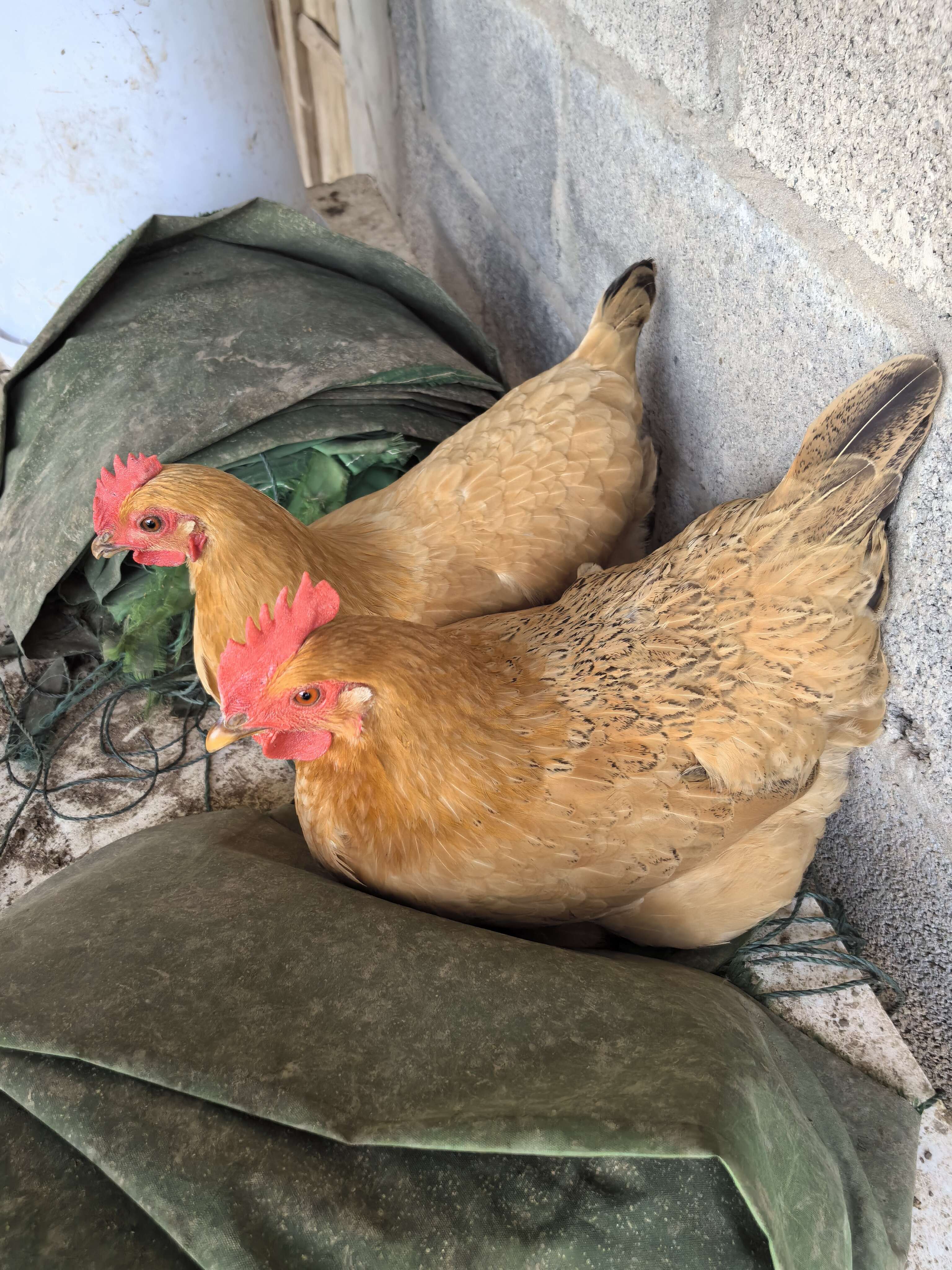 青园散养土鸡