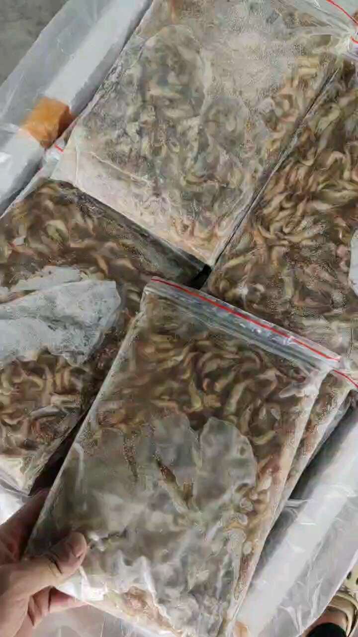 青虾 小河虾山坑虾新鲜速冻，一手货源批发，量大洽谈