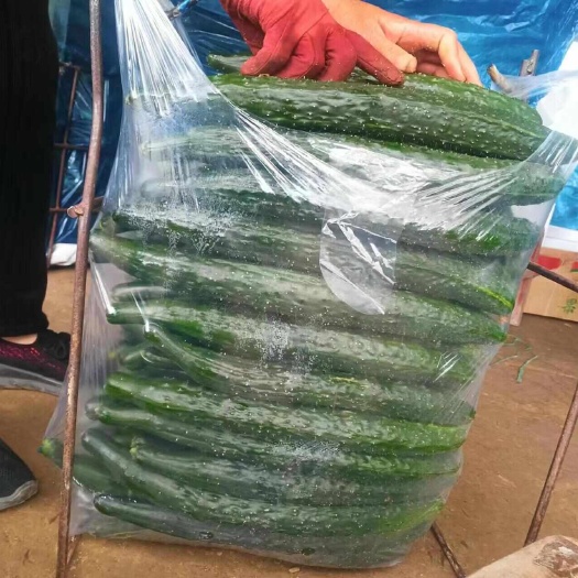 精品绿瓤黄瓜价格毛毛钱斤，躺着赚钱的货