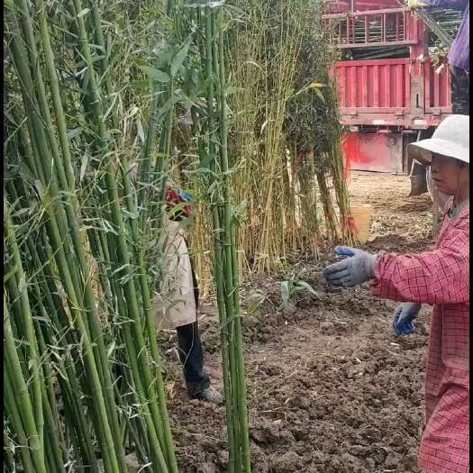 沭阳县淡竹