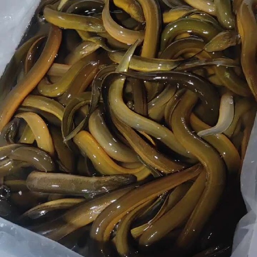 南宁越南黄鳝