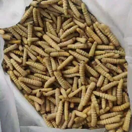 广州大木虫 大柴虫 木头虫熟冻货