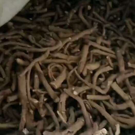 甘洛县需要当归尾子的联系