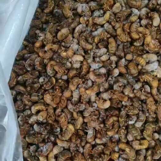 广州金蝉 竹蝉熟冻靓货，干净无异味大量批发