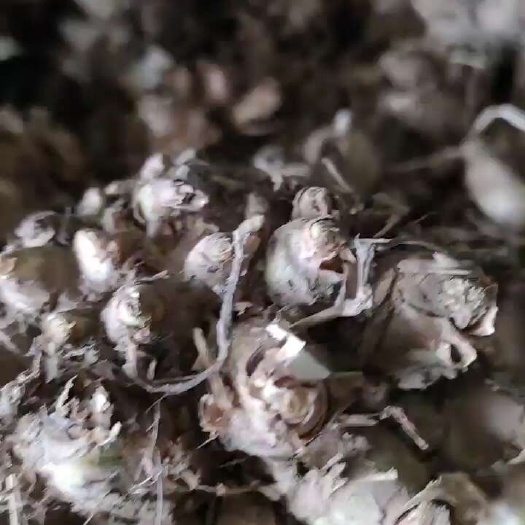晚香玉种球重瓣浓香型纯白色多年生宿根庭院盆栽花卉多芽点易成活