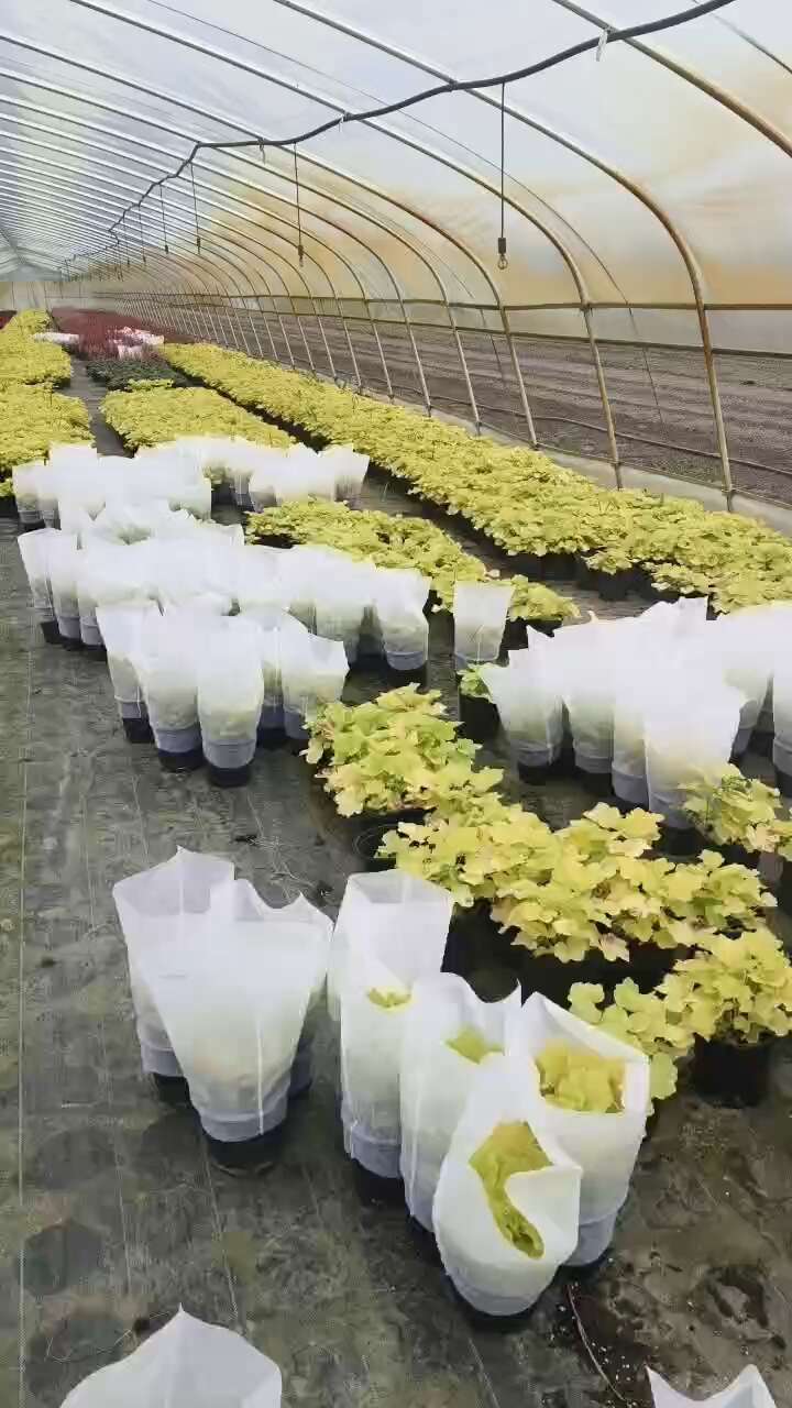 矾根一加仑
