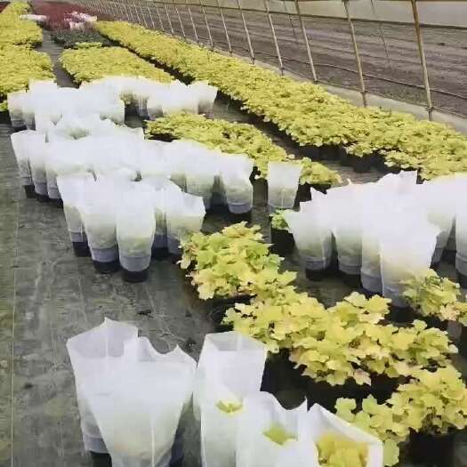 常州矾根一加仑