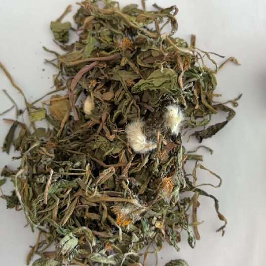 鄄城县蒲公英今年新货大量上新，价格便宜